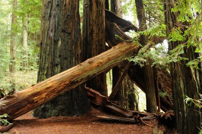 natuaral decay in redwood forest 2011_resize.jpg
