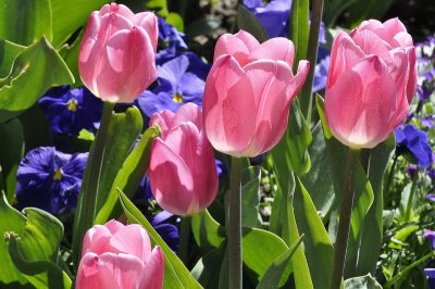 beautiful tulips_resize.jpg