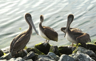 DSC_6513_resize.jpg