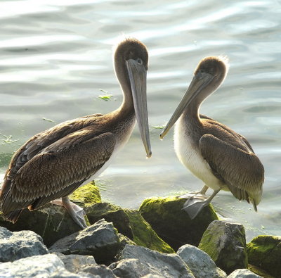 DSC_6517_resize.jpg