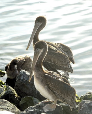 DSC_6521_resize.jpg