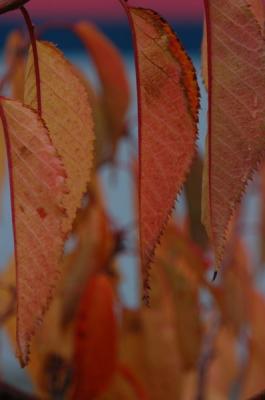 DSC_0335_resize.JPG