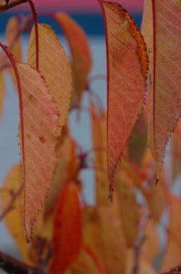 DSC_0336_resize.JPG