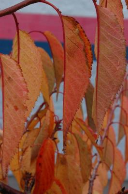 DSC_0341_resize.JPG