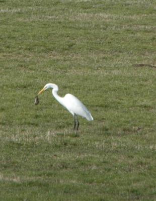 DSC_0113a.jpg