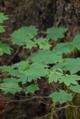 DSC_0465_resize.JPG