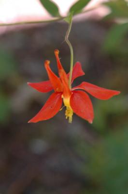 wildflower-1
