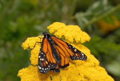 DSC_1049_resize.JPG