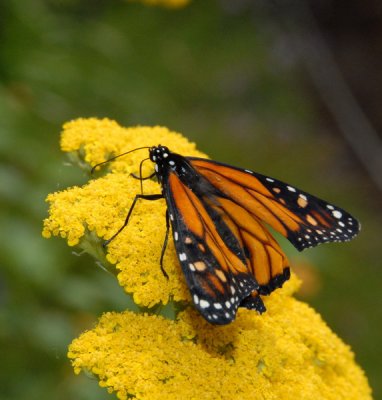 DSC_1050a_resize.jpg