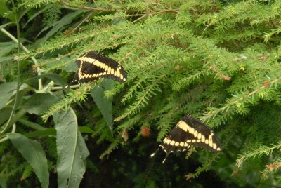 DSC_1053_resize.JPG