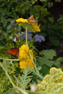 DSC_1058_resize.JPG