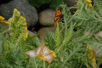 butterflies-1