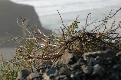 DSC_6281_resize.JPG
