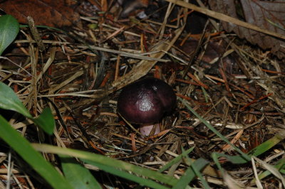DSC_6143_resize.JPG