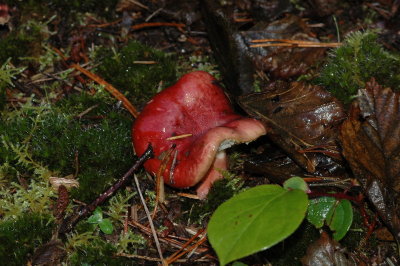 DSC_6146_resize.JPG