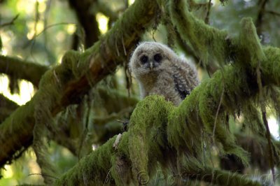 Spotted Owl Fledgling-1