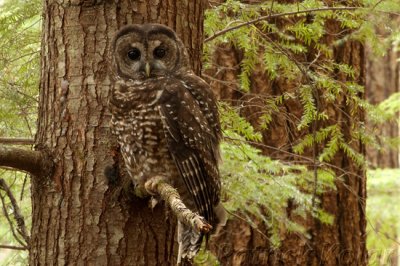 Spotted Owl-Horizontal