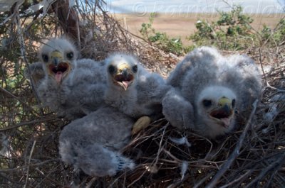 Swainson's Hawk Nestlings