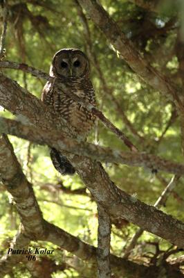 Northern Spotted Owl-2
