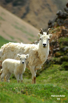 Dall Sheep-2