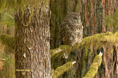 Waiting-Spotted Owl