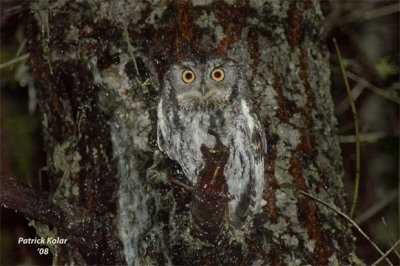 In The Rain-Screech Owl