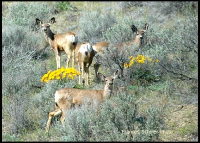 Dear Deers