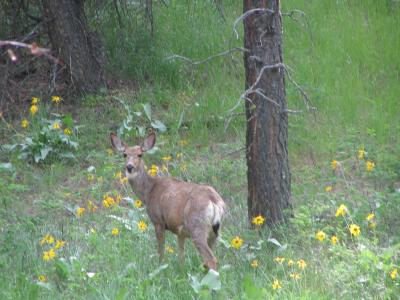 g4/74/612474/3/59271485.Deer3.jpg