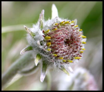 Balsamroot Bud