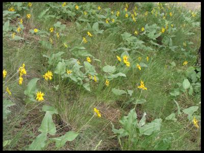 Balsamroot Field