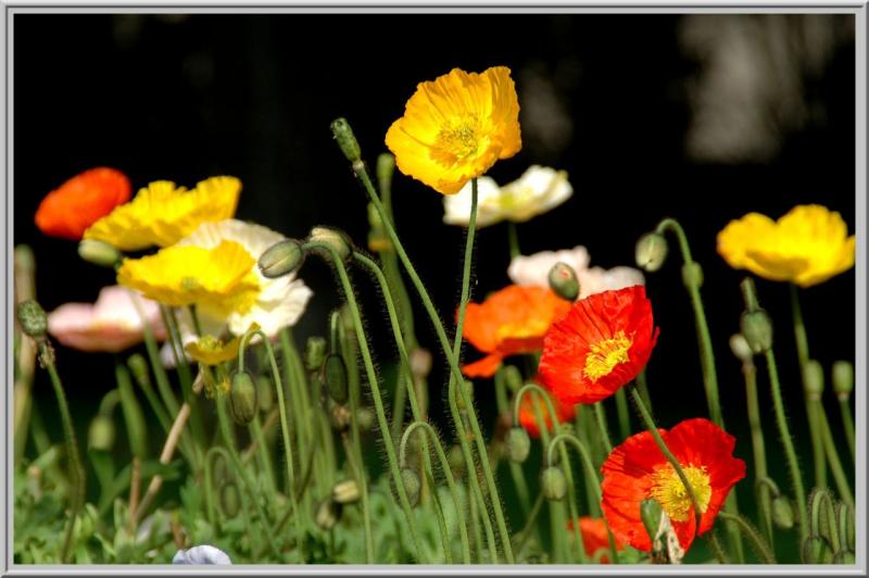 Coquelicots