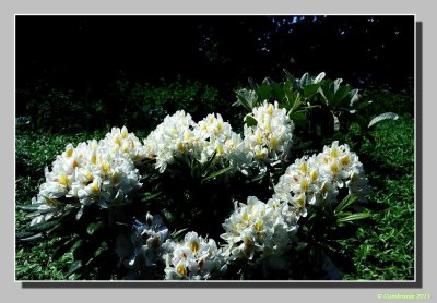 Rhododendron blanc