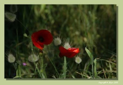 Coquelicots Agon.jpg