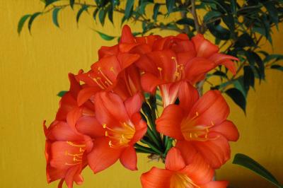 Clivia