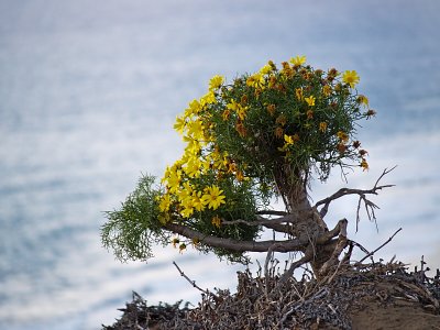 Giant Coreopsis