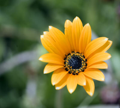 yellow-1-web.jpg