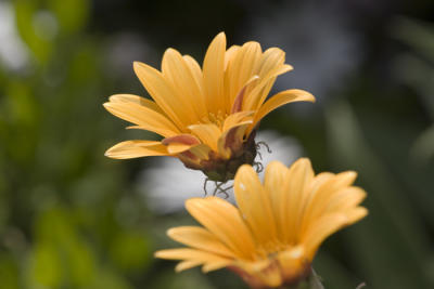 yellow-2-web.jpg