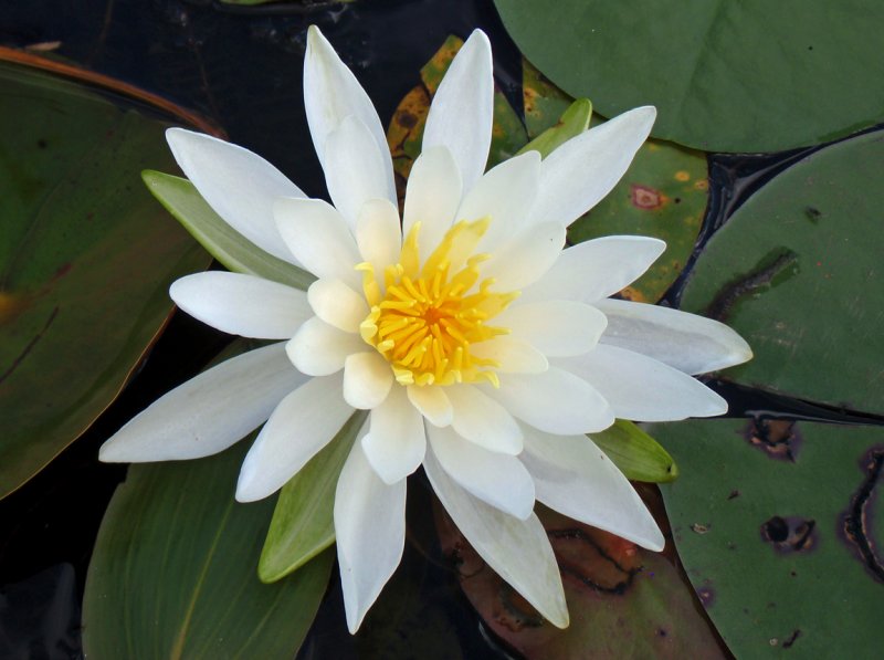 Lilly Pads.jpg