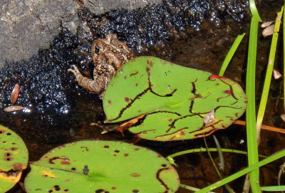 Toad Frog.jpg