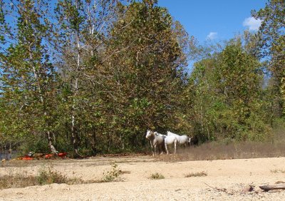 Wild Horses Show up for Lunch.jpg