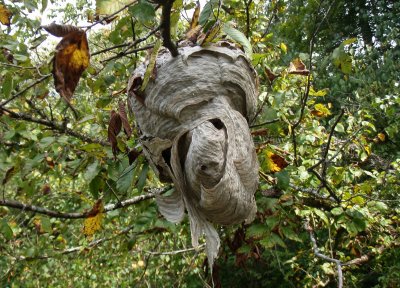 hornet nest.jpg