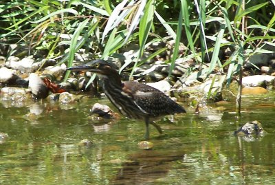 Little Green Heron.jpg