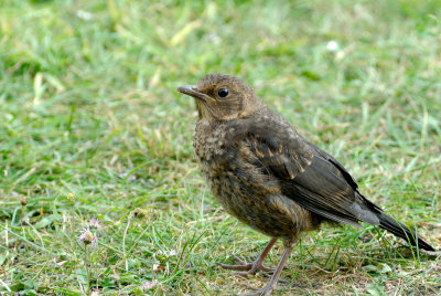 Juvenile Blackbird