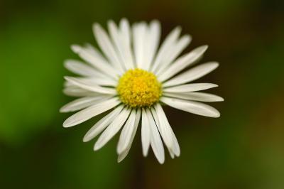 Daisy