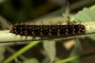 Caterpillar