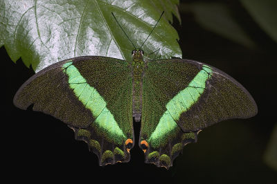 Burmese Peacock Butterfly