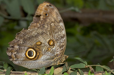 Owl Moth