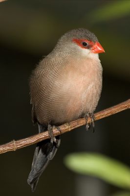 Common Waxwing