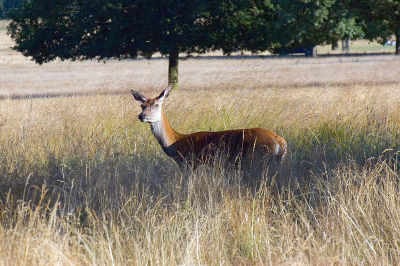 Red Deer