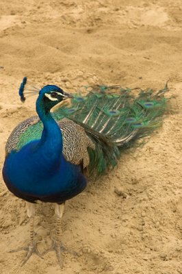 Peacock (M)